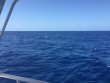 Friday April 13th 2018 Tropical Odyssey: USCGC Duane reef report photo 1