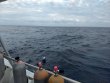Thursday May 10th 2018 Tropical Odyssey: Spiegel Grove reef report photo 1