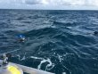 Sunday November 4th 2018 Tropical Odyssey: Spiegel Grove reef report photo 1