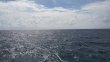 Friday September 26th 2014 Tropical Odyssey: Snapper Ledge reef report photo 1