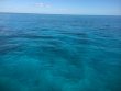 Saturday October 18th 2014 Tropical Odyssey: Winch Hole reef report photo 3
