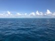 Saturday May 1st 2021 Tropical Serenity: Conch Wall North reef report photo 1