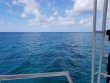 Tuesday June 26th 2018 Tropical Serenity: Snapper Ledge reef report photo 1