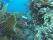 Wednesday September 12th 2018 Tropical Serenity: Spanish Anchor reef report photo 1
