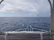 Thursday October 4th 2018 Tropical Serenity: USCGC Duane reef report photo 1