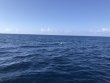 Thursday May 9th 2019 Tropical Serenity: USCGC Duane reef report photo 1