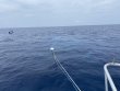 Monday May 18th 2020 Tropical Serenity: The Eagle Wreck reef report photo 2