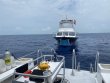 Monday May 18th 2020 Tropical Serenity: The Eagle Wreck reef report photo 3