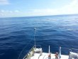 Saturday June 28th 2014 Tropical Voyager: Spiegel Grove reef report photo 1