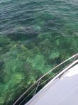 Wednesday July 25th 2018 Tropical Voyager: Banana Patch reef report photo 1