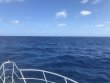 Friday October 12th 2018 Tropical Voyager: Snapper Ledge reef report photo 1