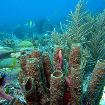 Conch Pillars photo