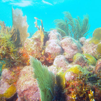 Pickles Main | Pickles Reef | Key Largo, Florida Keys