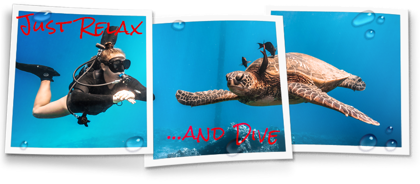 Avelo Dive system - Relax and dive image