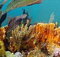 Picture of Underwater Naturalist diving courses in Key Largo, Florida Keys
