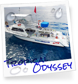 Tropical Odyssey photo, part of our customized dive fleet in the Florida Keys, Key Largo