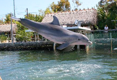 Photograph of Dolphin cove in Key Largo