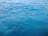 Great day of scuba diving in Key Largo with Rainbow Reef on christmastree cave tropical voyager 2013 12 07 r93 1