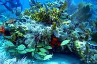 Great day of scuba diving in Key Largo with Rainbow Reef on permit ledges tropical odyssey 2014 04 26 r264 3