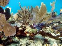 Great day of scuba diving in Key Largo with Rainbow Reef on permit ledges tropical odyssey 2014 04 26 r264 4