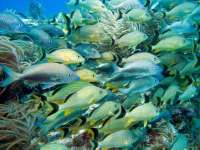 Great day of scuba diving in Key Largo with Rainbow Reef on snapper ledge tropical odyssey 2014 04 27 r269 3