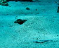 Great day of scuba diving in Key Largo with Rainbow Reef on snapper ledge tropical odyssey 2014 04 27 r269 4