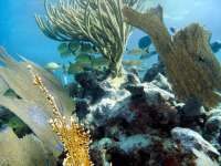 Great day of scuba diving in Key Largo with Rainbow Reef on winch hole tropical odyssey 2014 04 03 r232 3