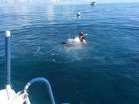 Great day of scuba diving in Key Largo with Rainbow Reef on french reef tropical adventure 2014 08 07 r612 1