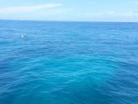 Great day of scuba diving in Key Largo with Rainbow Reef on french reef tropical adventure 2014 08 08 r623 1