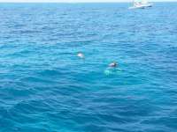 Great day of scuba diving in Key Largo with Rainbow Reef on french reef tropical adventure 2014 08 17 r671 1