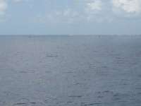 Great day of scuba diving in Key Largo with Rainbow Reef on french reef tropical odyssey 2014 08 11 r639 2