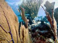 Great day of scuba diving in Key Largo with Rainbow Reef on hole in the wall tropical odyssey 2014 08 01 r577 2
