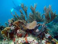 Great day of scuba diving in Key Largo with Rainbow Reef on hole in the wall tropical voyager 2014 08 22 r689 1