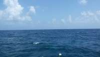 Great day of scuba diving in Key Largo with Rainbow Reef on permit ledges tropical adventure 2014 08 29 r717 1