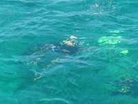 Great day of scuba diving in Key Largo with Rainbow Reef on pickle barrel wreck tropical odyssey 2014 08 15 r659 3