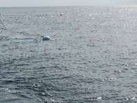 Great day of scuba diving in Key Largo with Rainbow Reef on spiegel grove tropical adventure 2014 08 20 r679 3