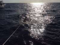 Great day of scuba diving in Key Largo with Rainbow Reef on uscgc duane tropical adventure 2014 08 27 r706 2