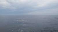 Great day of scuba diving in Key Largo with Rainbow Reef on woodys tropical voyager 2014 08 19 r677 1