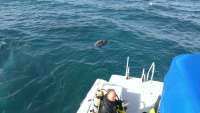 Great day of scuba diving in Key Largo with Rainbow Reef on benwood wreck tropical odyssey 2014 12 22 r1060 1
