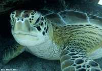 Great day of scuba diving in Key Largo with Rainbow Reef on north star tropical voyager 2014 12 27 r1089 1