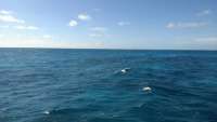 Great day of scuba diving in Key Largo with Rainbow Reef on north star tropical voyager 2014 12 29 r1093 1