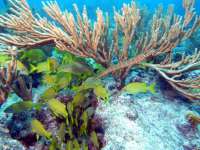 Great day of scuba diving in Key Largo with Rainbow Reef on snapper ledge tropical odyssey 2014 12 05 r1010 3