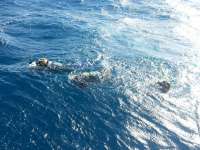 Great day of scuba diving in Key Largo with Rainbow Reef on uscgc duane tropical adventure 2014 12 03 r1005 1