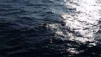 Great day of scuba diving in Key Largo with Rainbow Reef on uscgc duane tropical adventure 2014 12 24 r1067 1