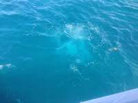 Great day of scuba diving in Key Largo with Rainbow Reef on benwood wreck tropical adventure 2014 02 02 r134 1