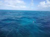 Great day of scuba diving in Key Largo with Rainbow Reef on fire coral cave tropical adventure 2014 02 01 r132 1