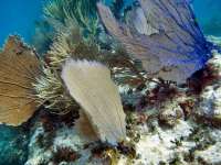 Great day of scuba diving in Key Largo with Rainbow Reef on fire coral cave tropical adventure 2014 02 15 r148 2