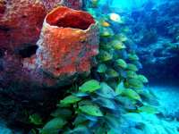 Great day of scuba diving in Key Largo with Rainbow Reef on hole in the wall tropical adventure 2014 02 22 r158 3