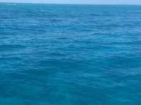 Great day of scuba diving in Key Largo with Rainbow Reef on pts ledge tropical adventure 2014 02 22 r160 3
