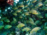 Great day of scuba diving in Key Largo with Rainbow Reef on snapper ledge tropical adventure 2014 02 07 r141 3